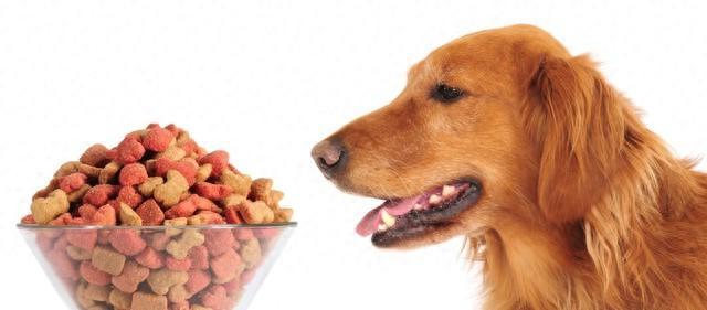 狗粮不泡水能给幼犬吃吗？
